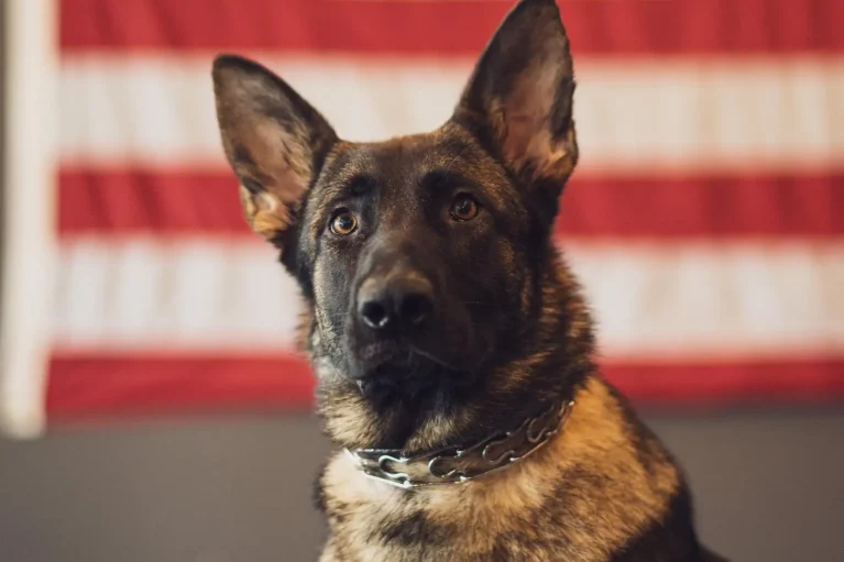 Canine Protection Dogs St Louis Missouri United States